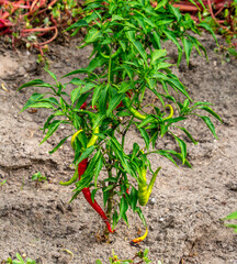 Wall Mural - Red and green Chili peppers in a garden (Capsicum annuum)
