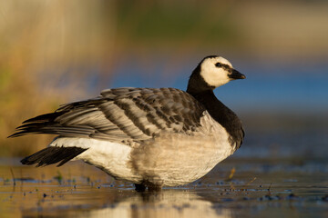 Wall Mural - Bird goose - Barnacle geese Branta leucopsis migratory bird resting in Poland Europe, autumn
