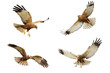 Bird of prey Marsh Harrier Circus aeruginosus isolated on white background - mix set four flying birds