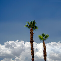 2 Palm Trees in Sky with White Fluffy Clouds, View from Bottom looking to Sky