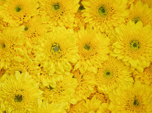 Blooming  Yellow Mums Or Chrysanthemums , Autumn Flower Background.