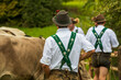Viehscheid im Allgäu - Tracht - Kühe 