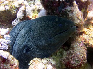 Sticker - Moray eel