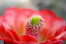 Cactus Flower Red Blossom Petals With Nice Blurred Background