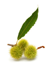 Wall Mural - Castanea sativa, or sweet chestnut fruit. Isolated on white background.