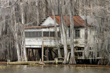 Fototapeta  - Swamp and Spanish moss in Caddo Lake, Texas