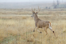 Big Buck!  Whitetail Deer Runs Across A Hay Field During The Deer Hunting Season
