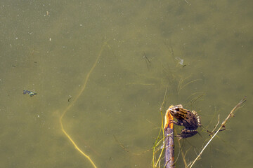 A frog is sitting on an old tree that fell into the water around the bank.