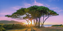 The Sun Shines Through A Picturesque Group Of Pine Trees At Sunset. Tuscany, Italy, Gulf Of Baratti.