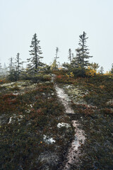 Wall Mural - A path in the primeval forest in fog. Image from a trip to the Svartdalstjerna Forest Reserve of the Totenaasen Hills, Norway, in autumn.