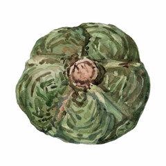 Cabbage. Hand-drawn watercolor painting on a white background. Illustration in a realistic style