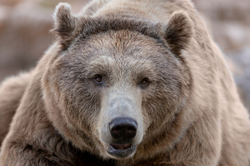Wall Mural - close-up of an adult grizzly bear