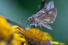 The Silver Y Moth
