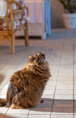 Wall Mural - Adorable whelp of siberian cat looking up