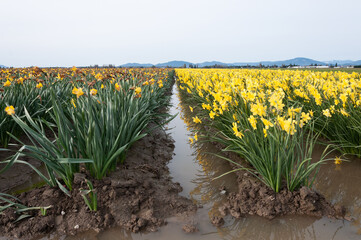 Rows of yellow narcissus / daffodil flowers on a mountain background at the Skagit Valley, La Conner, USA