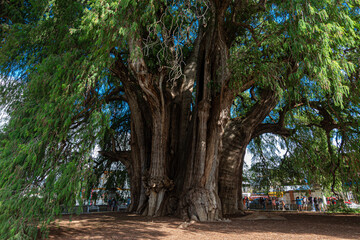 sabin ancient tree at santa maría del tule, oaxaca, mexico