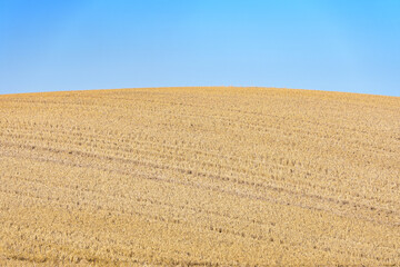 Stubble field after harvest golden stubble field to the horizon under a clear blue sky, nature background, harvest and agriculture concept, copy space, selected focus