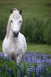 Beautiful white Icelandic horse standing in a field of purple lupine flowers