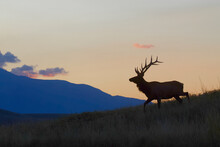 Rocky Mountain Elk Walking On A Ridge - Silhouette At Sunrise With Mountains In The Background, Not Photoshopped