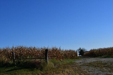 Sticker - Corn Field