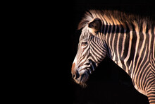 Zebra Portrait Isolated On Black Background