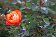 Beautiful rose flower 
