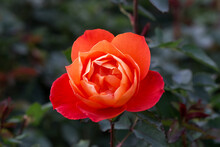 Beautiful Rose Flower "rosa Super Trouper" Close-up