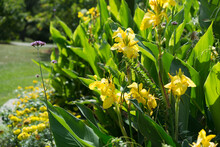 Tall Yellow Canna Lily Flowers In The Park