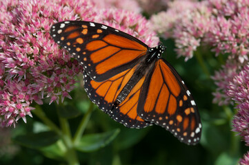 Wall Mural - male Danaus plexippus and pink flowers