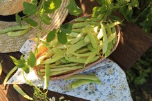 Wicker Basket With Fresh Green Beans On Wooden Table In Garden, Top View
