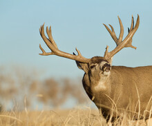 Huge Mule Deer Buck Doing The Flehmen Response, A Breeding Behavior Also Referred To As The "lip Curl"