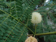 Leucaena Leucocephala (Lamtoro - Indonesia) Or Jumbay, White Leadtree, River Tamarind, Ipil-ipil,tan Tan, White Popinac Flower