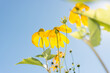yellow flowers on a blue sky (with sunlight effect and creative flare)
