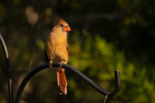 Female Cardinal (Cardinalis Cardinalis) Perched On A Bird Feeder In Sarasota, Florida, In The Early Morning Light