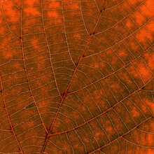 Macro Photo Of Autumn Red Green Eaf With Natural Texture As Natural Background. Fall Colors Backdrop With Leaves Texture Close Up Veins, Autumnal Foliage, Beauty Of Nature.