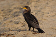 Double-crested Cormorant Sitting at Redondo Beach