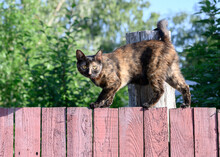 A Tricolor Cat Walks Along The Edge Of A Pink Wooden Fence