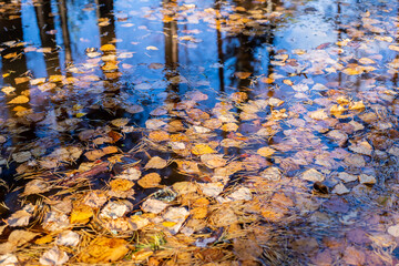 Wall Mural - yellow fall leaves in pond lake water, floating autumn leaf. fall season birch tree leaves in rain p