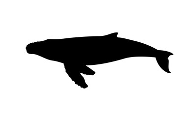 Wall Mural - Silhouette of a humpback whale