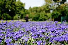 Dense Purple Flowers In The Autumn. Kew Blue. Caryopteris Clandonensis. Closeup View. Public Park With Soft Blurred Lush Green Foliage. Parks And Outdoors Concept. Bright Summer Light. Fall Scene.