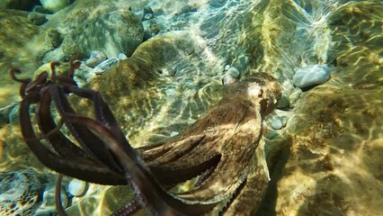 Wall Mural - Underwater slow motion video of octopus swimming in tropical exotic bay with emerald crystal clear sea