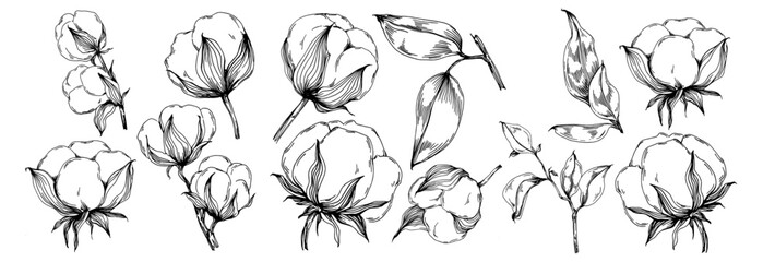 vector cotton summer. isolated botanical flower, leaves. black and white engraved sketch ink art. le