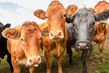 Wall Mural - Close up of a herd of young, very curious female cows or heifers, facing forward and looking at camera. One Limousin cow has her tongue out.  Horizontal  Copy space.