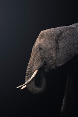 close up of an elephant