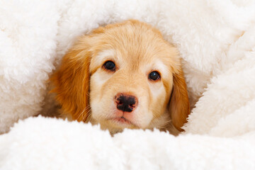 Wall Mural - Cute Golden puppy on white background. Hovawars breed. cute young puppy. purebred puppies. Funny head shot of cute golden puppy. Looking curious towards camera. banner