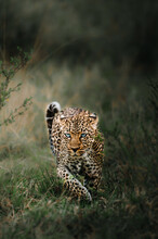 Leopard In The Grass