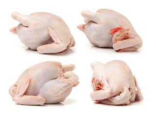 Poster - raw hen on a white background