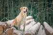 Beautiful purebred labrador retriever on a walk in nature in winter.