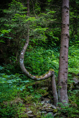 Wall Mural - Beautifull tree seen in the mountain walk