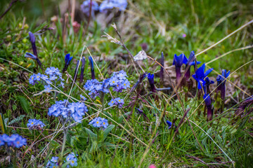 Wall Mural - Colorfull flower seen in the mountain walk